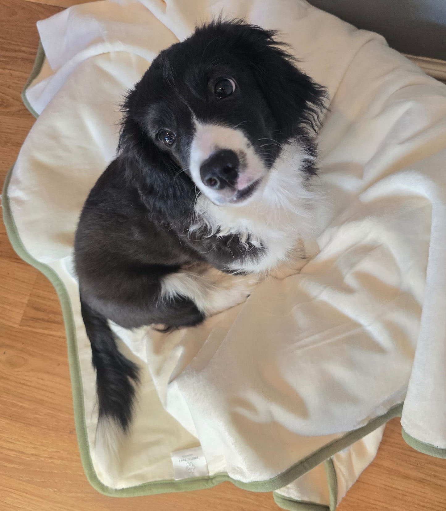 Large Puddle Paws Blanket